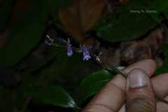 Gymnostachyum polyanthum